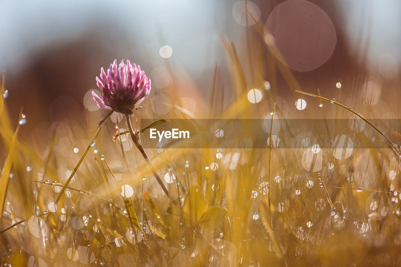 Close-up of flowers against blurred background