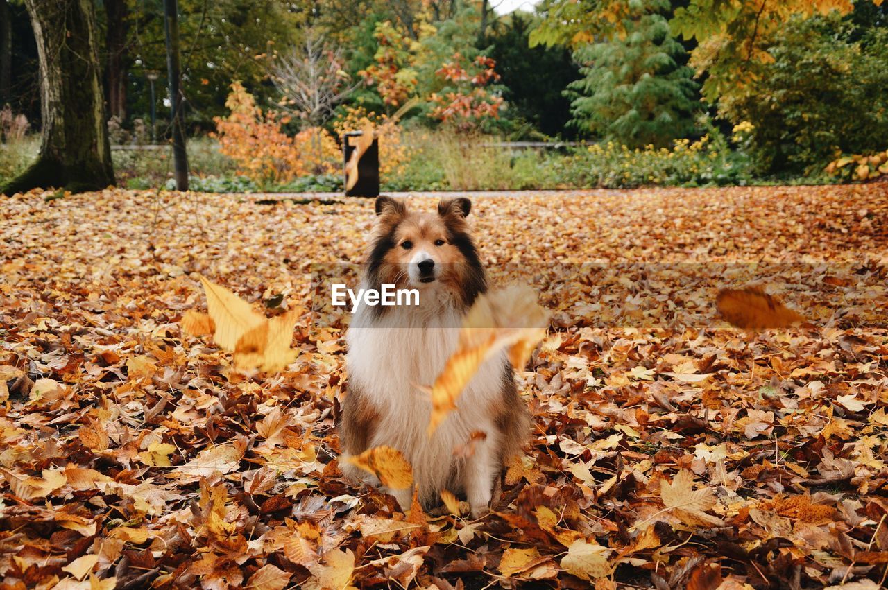 Dog sitting on ground during autumn, leaves falling