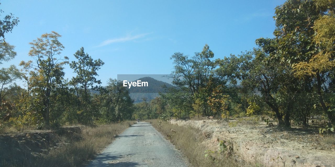 tree, plant, sky, nature, the way forward, road, landscape, no people, beauty in nature, rural area, scenics - nature, environment, wilderness, trail, footpath, day, tranquility, land, transportation, non-urban scene, growth, outdoors, tranquil scene, autumn, dirt road, hill, natural environment, diminishing perspective, forest, dirt, blue, travel, water, sunlight