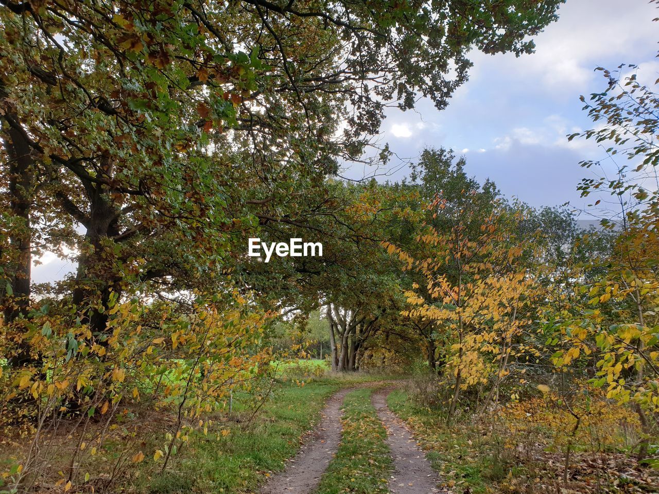 TRAIL AMIDST TREES AGAINST SKY