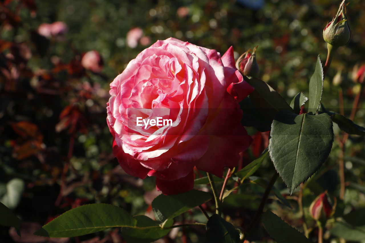 CLOSE-UP OF PINK FLOWER GROWING OUTDOORS