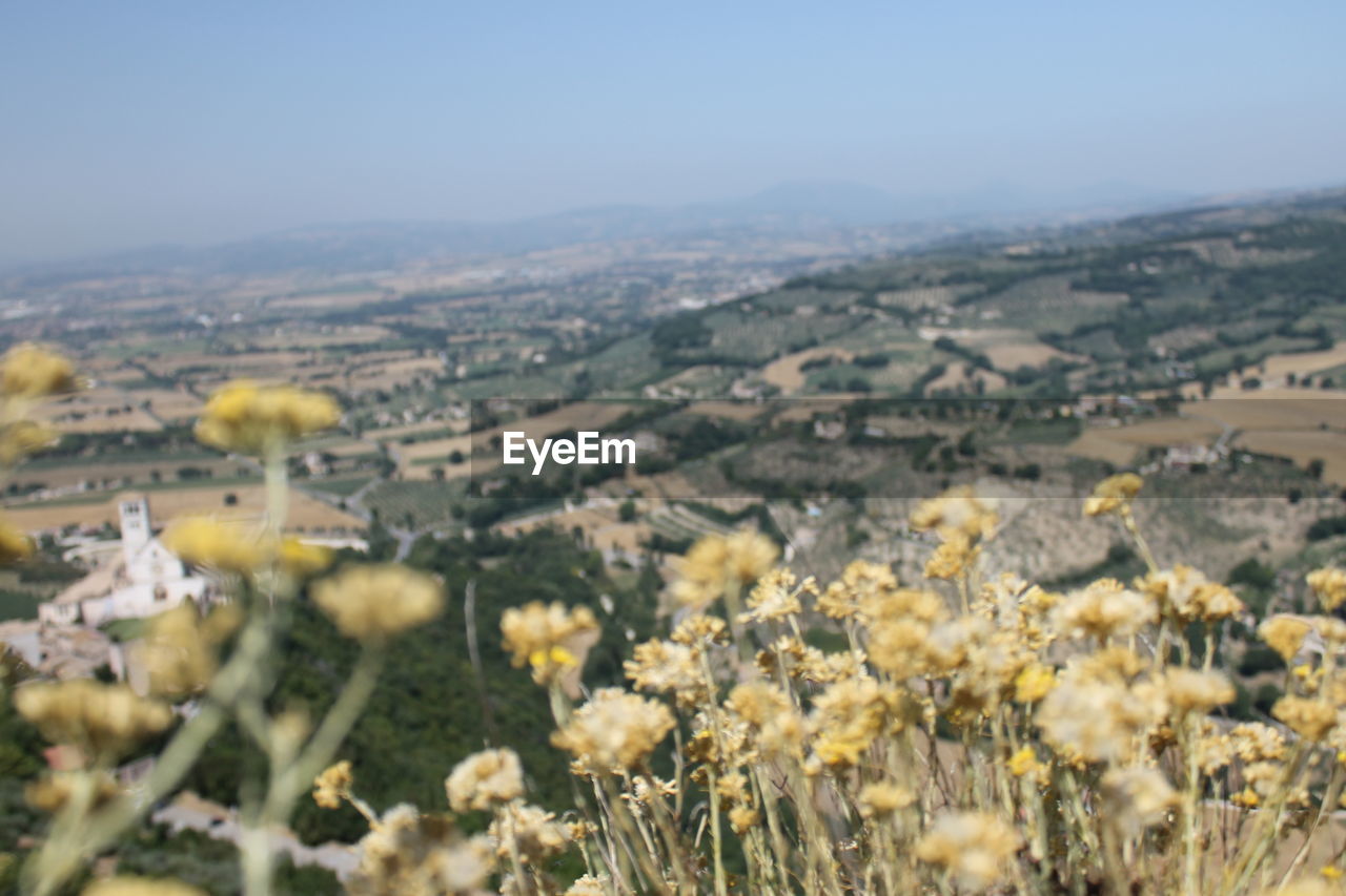 SCENIC VIEW OF OILSEED RAPE FIELD