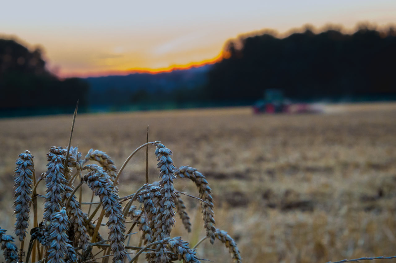 Close-up of wheat growing on field at sunset