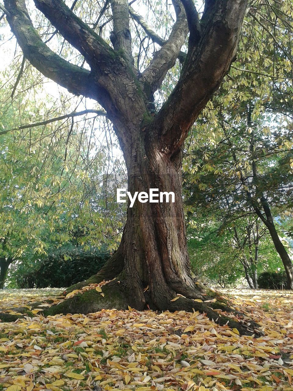 VIEW OF TREES IN FOREST