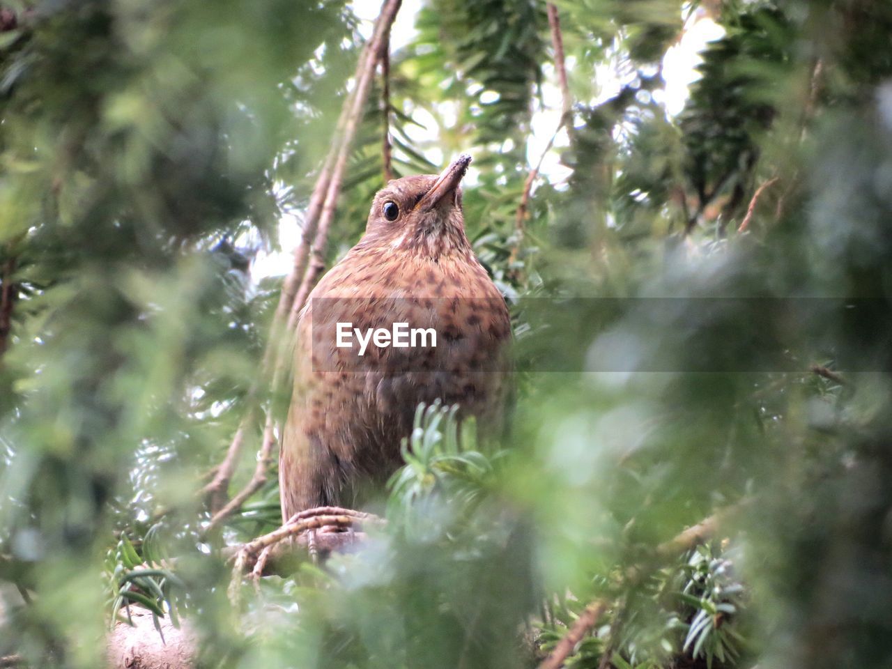 Low angle view of bird perching on tree