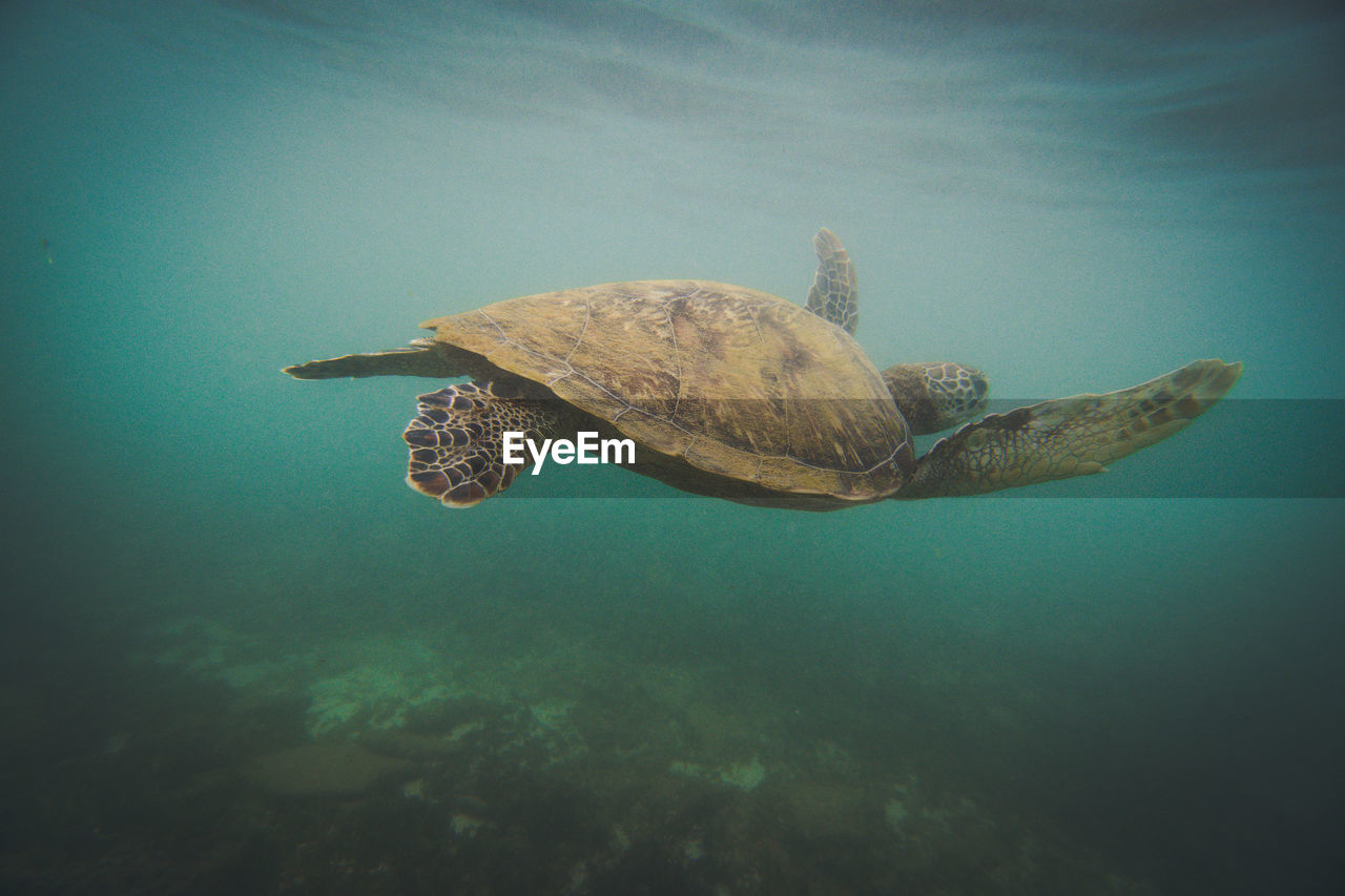 VIEW OF TURTLE IN SEA