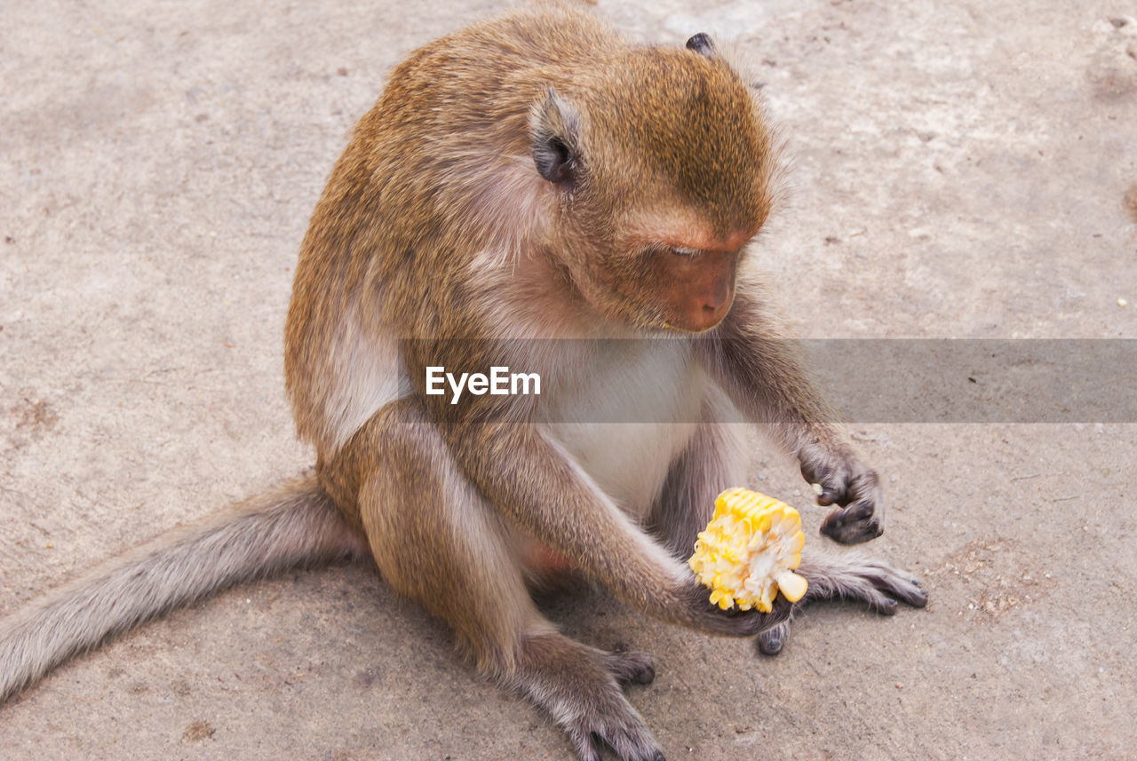 CLOSE-UP OF MONKEY SITTING ON ROCK