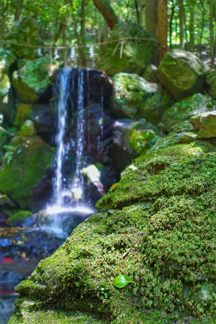 WATERFALL IN FOREST