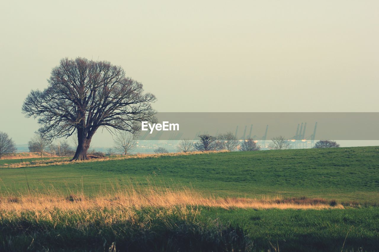 Scenic view of agricultural field against clear sky