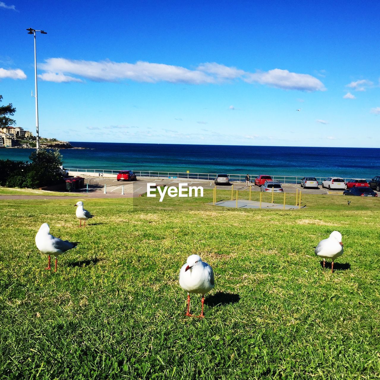 Seagulls on grass