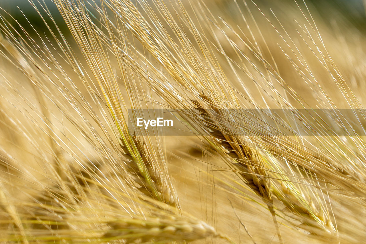 CLOSE-UP OF WHEAT GROWING IN FIELD