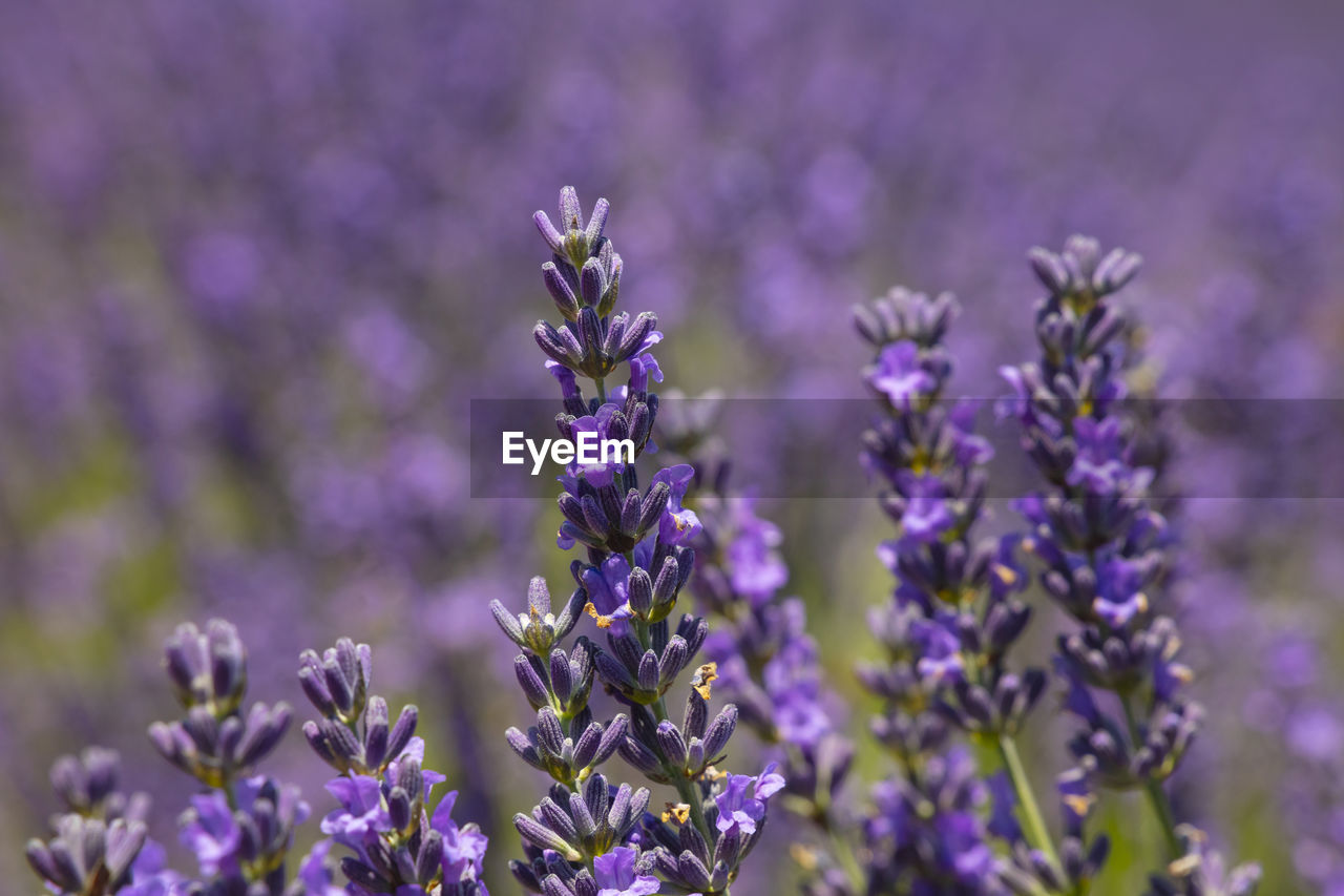 CLOSE-UP OF PURPLE LAVENDER FLOWERS