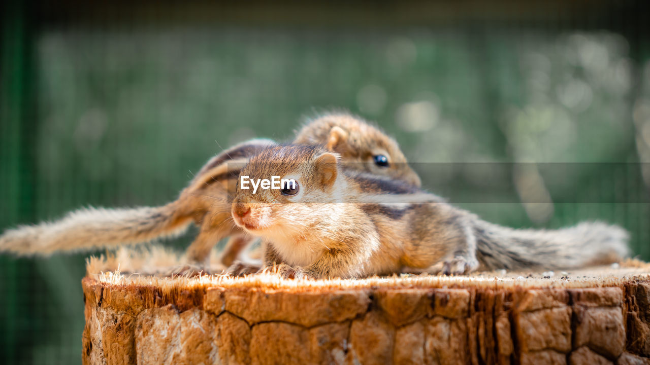 CLOSE-UP OF SQUIRREL ON WOODEN WALL