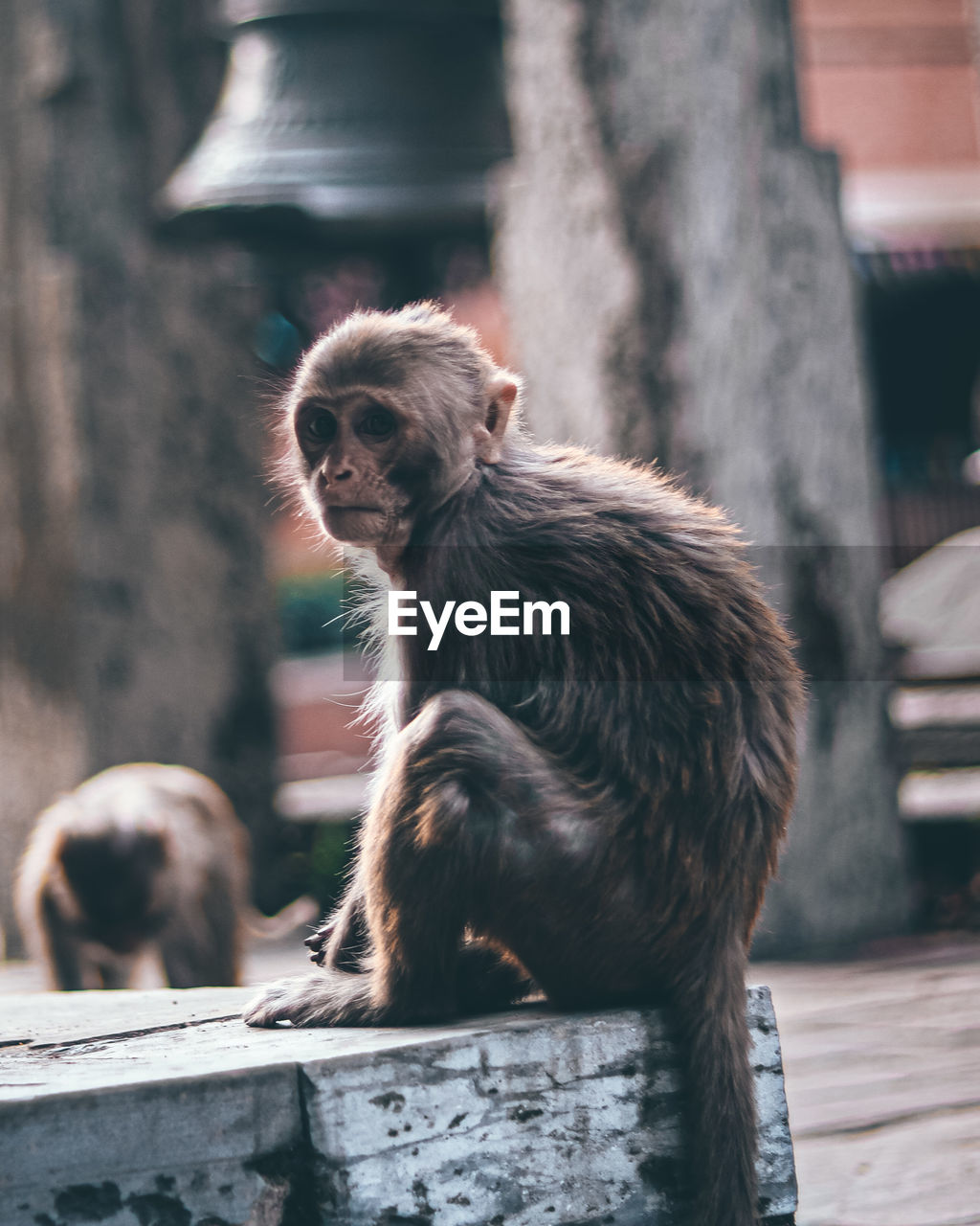Cute monkey staring at someone.