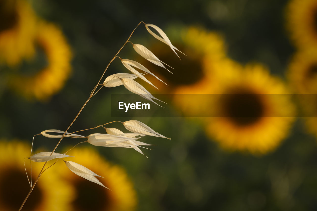  grain seeds in foregound and bokeh of sunflowers behind