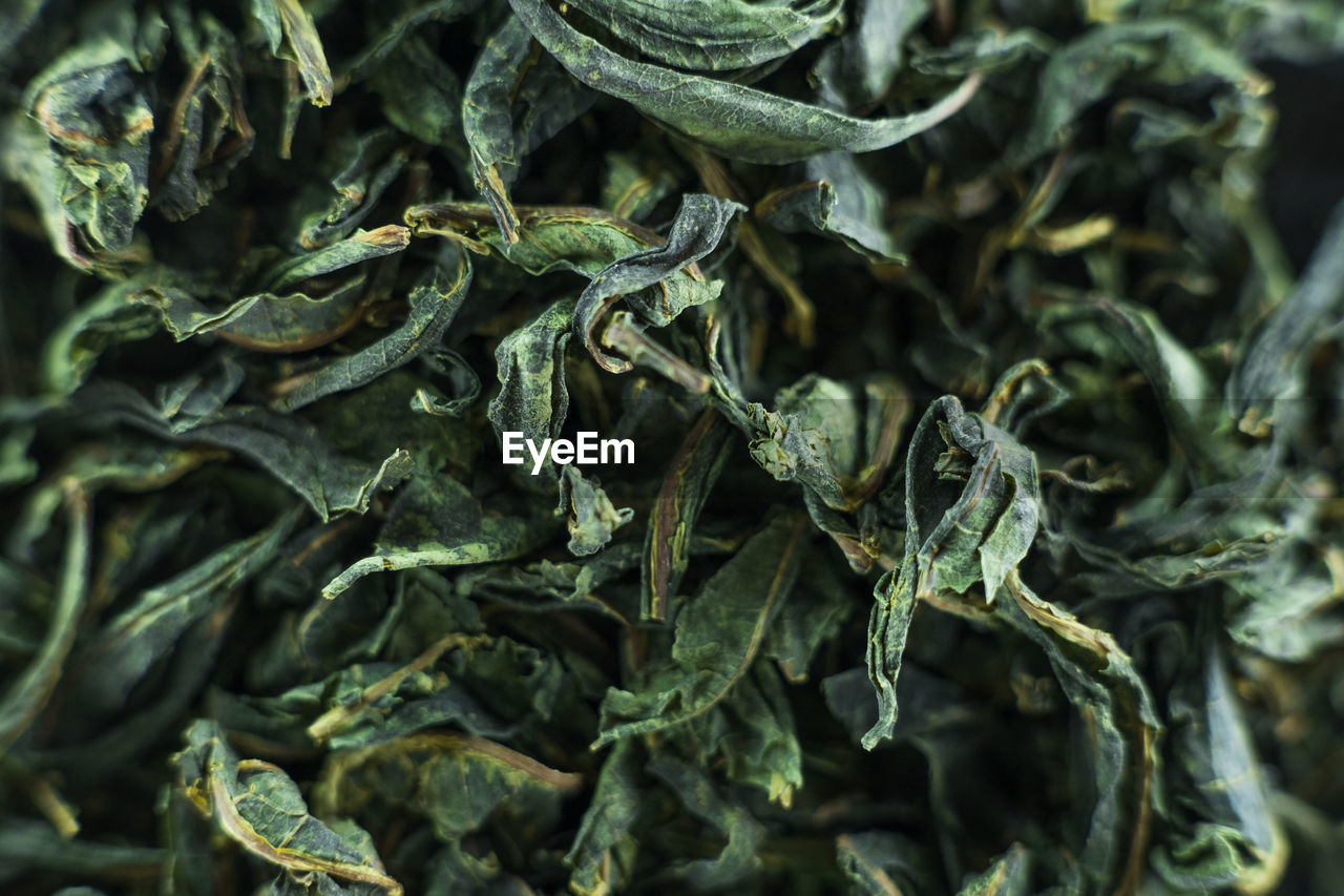 CLOSE-UP OF FRESH GREEN LEAVES