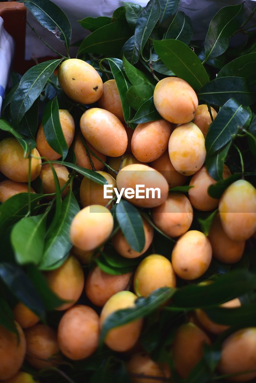HIGH ANGLE VIEW OF FRUITS GROWING ON TREE