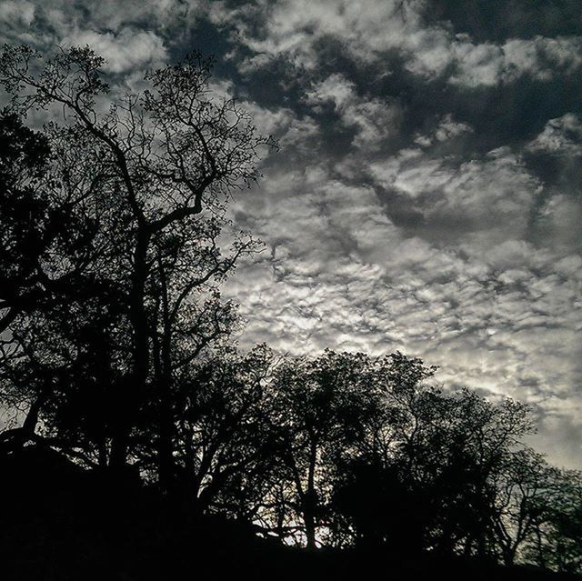 SILHOUETTE OF TREES AGAINST CLOUDY SKY