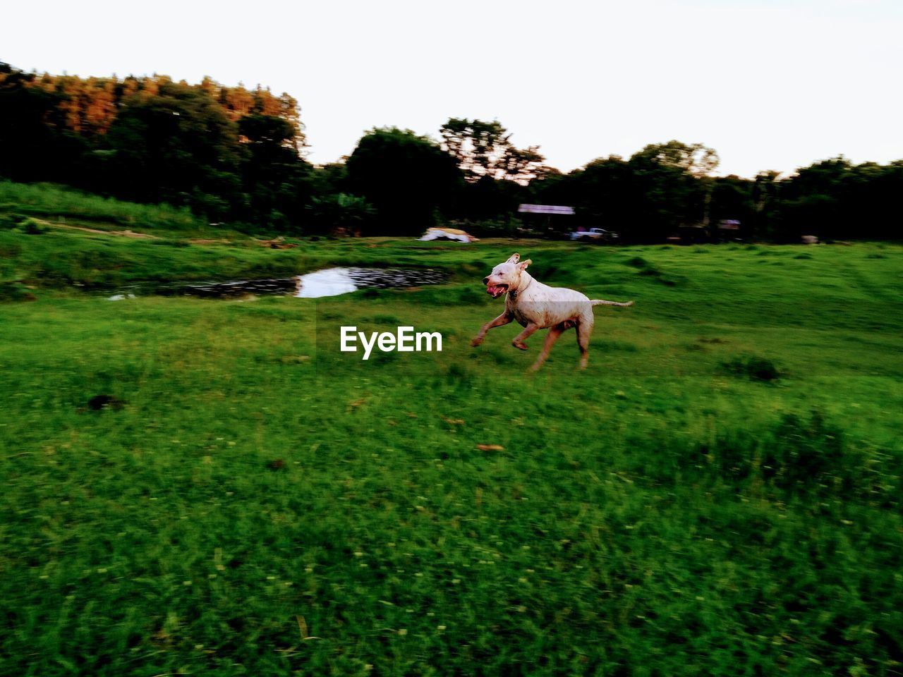 Dog running on grassy field against sky