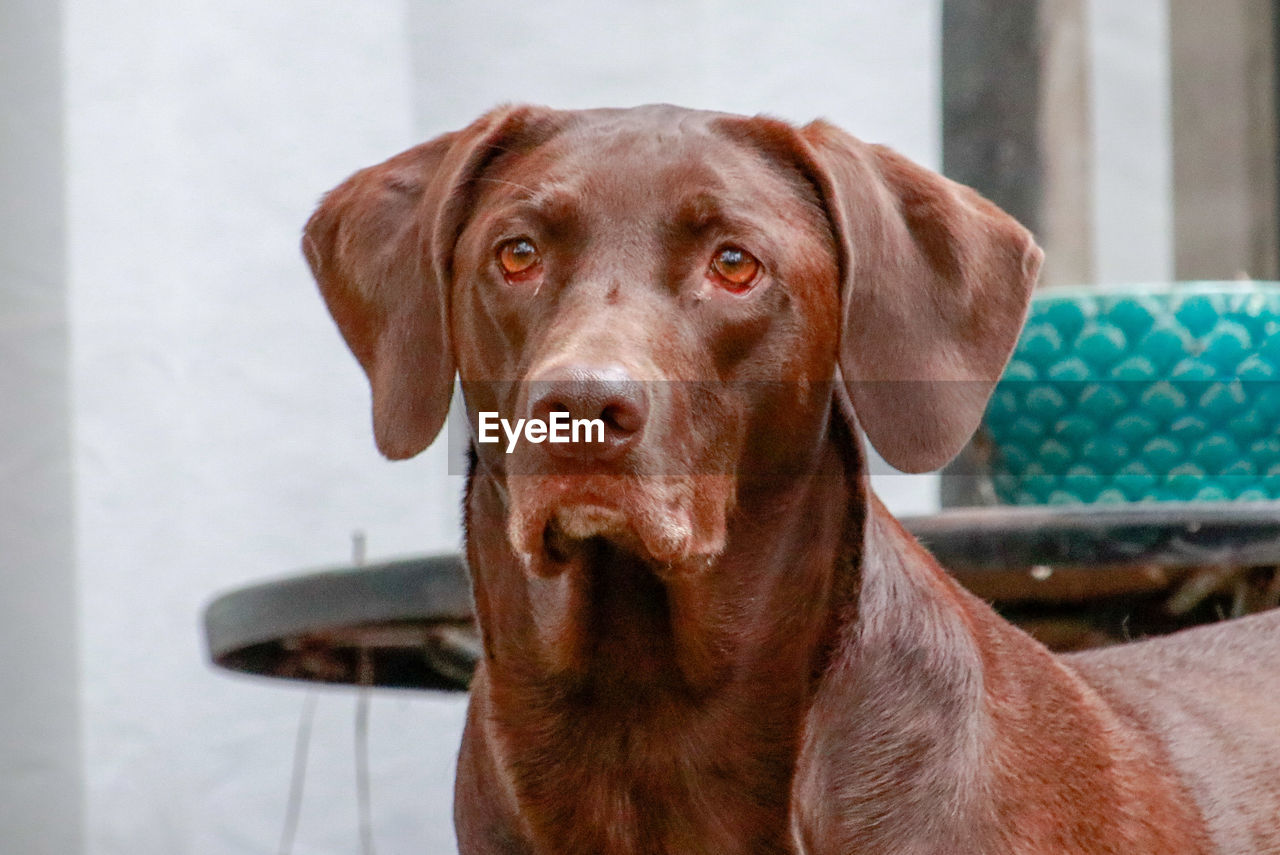 CLOSE-UP PORTRAIT OF DOG ON THE FLOOR