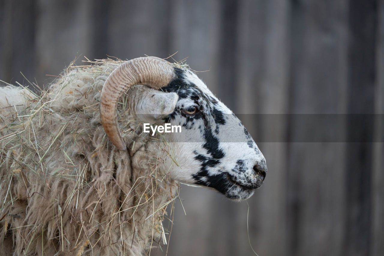 close-up of sheep standing on field