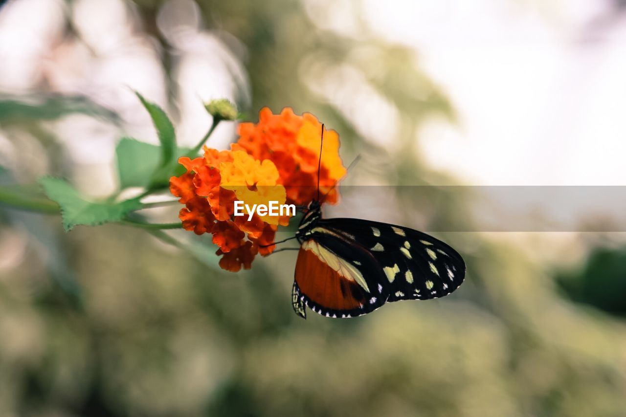 Close-up of butterfly on flower