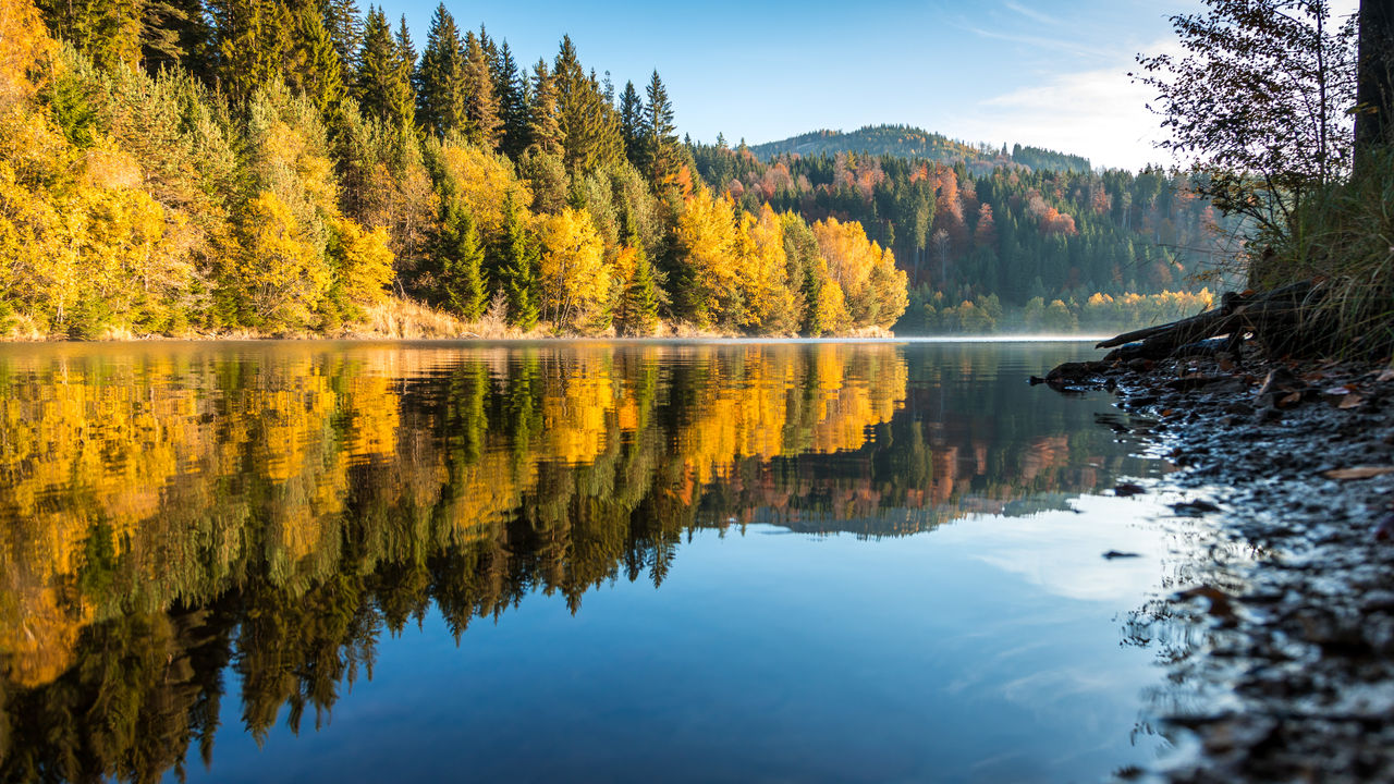 Scenic view of lake in forest during autumn