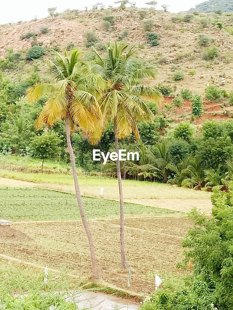 VIEW OF TREES ON FIELD