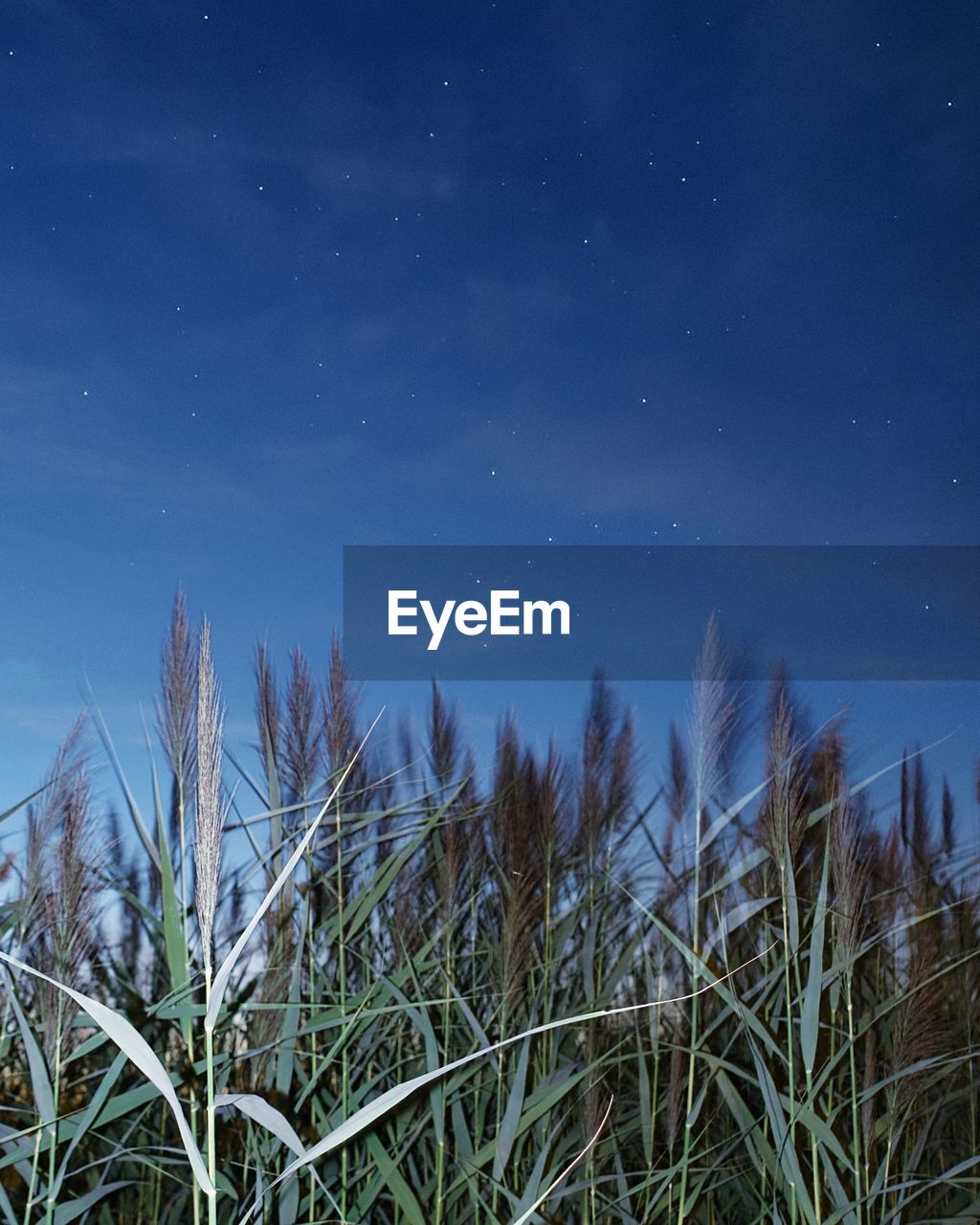 Close-up of grass against blue sky