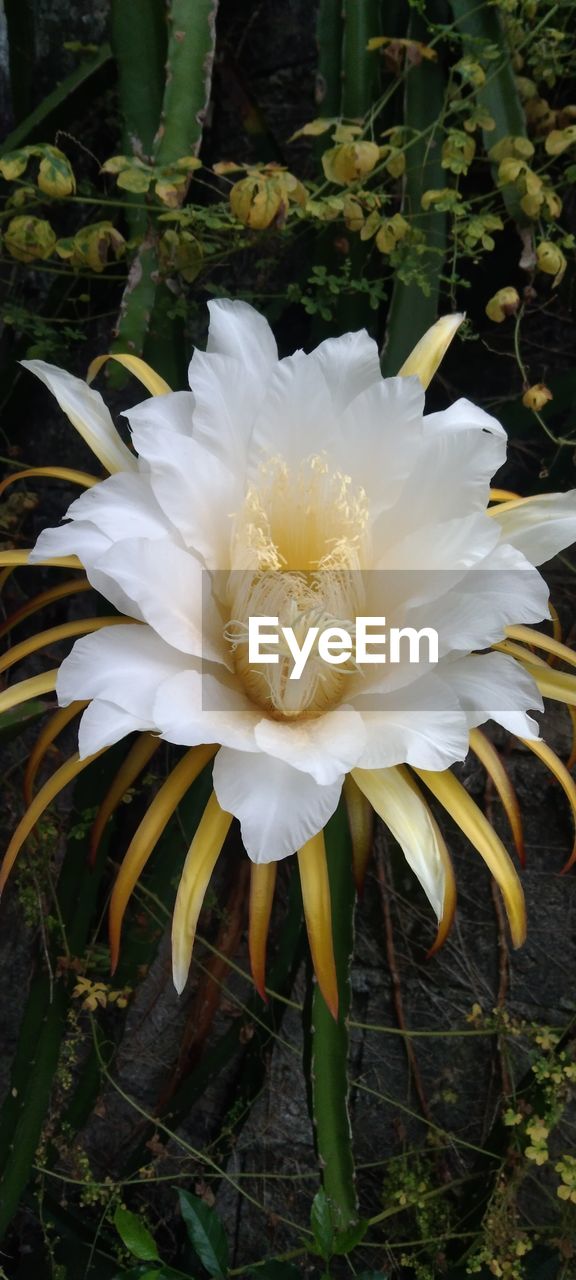 flower, plant, flowering plant, beauty in nature, freshness, white, growth, petal, flower head, inflorescence, nature, fragility, close-up, yellow, no people, pollen, cactus, leaf, plant part, outdoors, blossom, day, botany, springtime