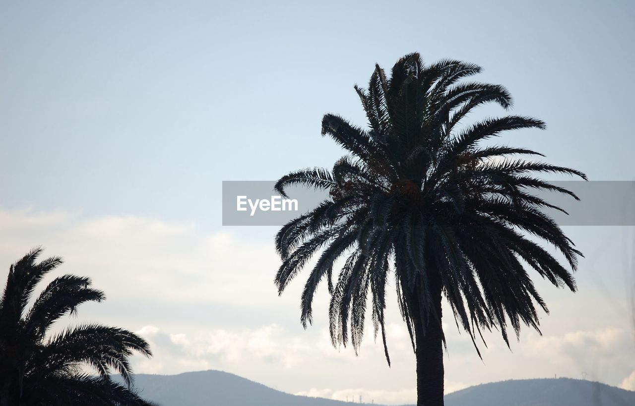 LOW ANGLE VIEW OF SILHOUETTE PALM TREE AGAINST SKY