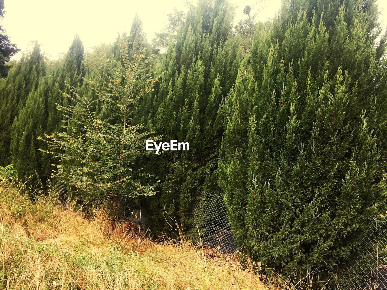 VIEW OF TREES IN FOREST