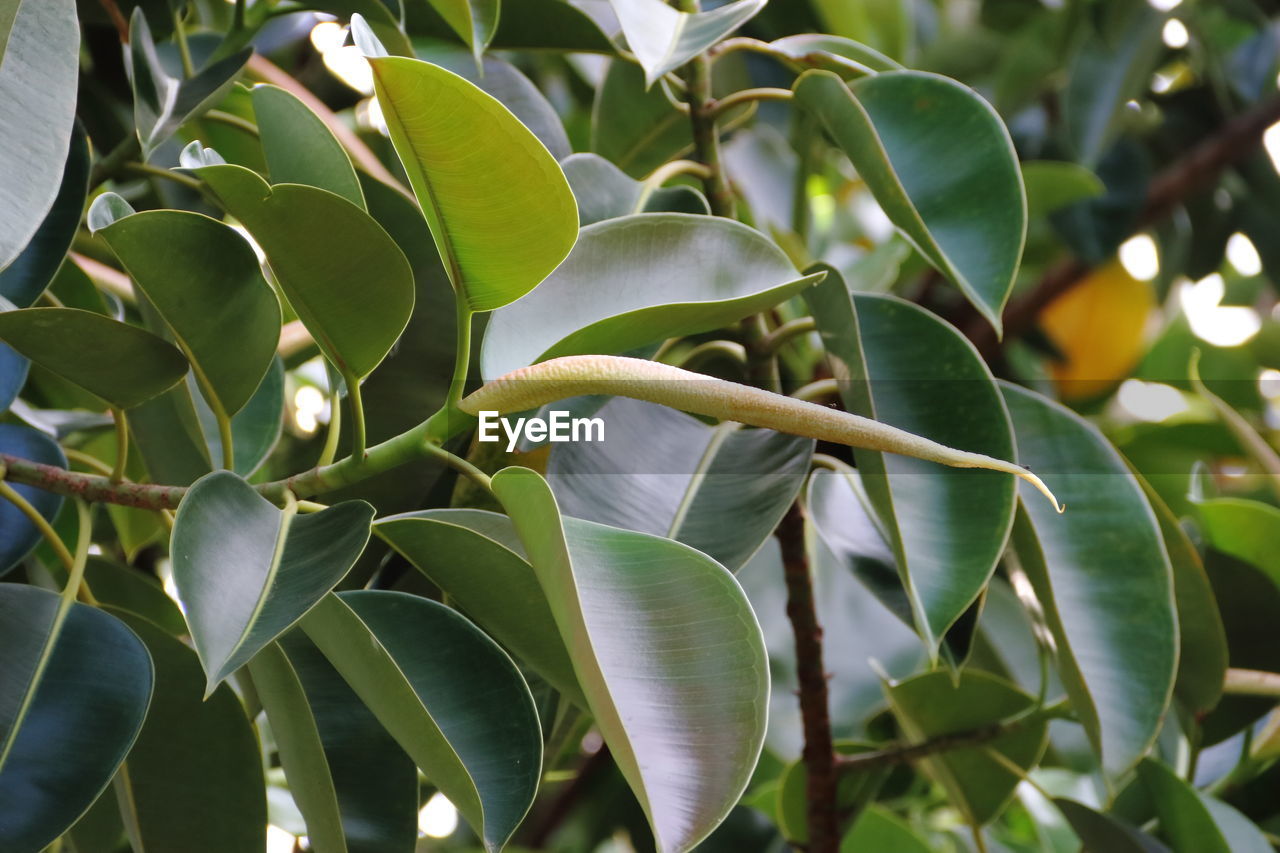 Ficus elastica tree called epiphytes large green leaves