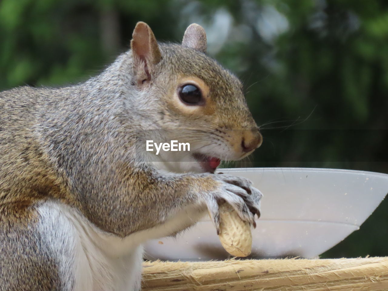 Closeup of a squirrel eating a peanut