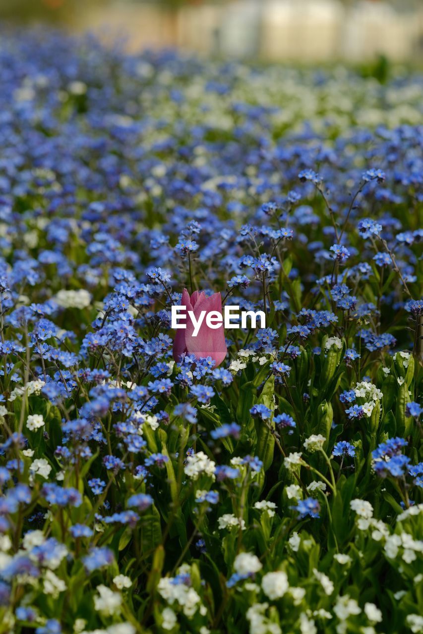 CLOSE-UP OF PURPLE CROCUS FLOWERS IN FIELD
