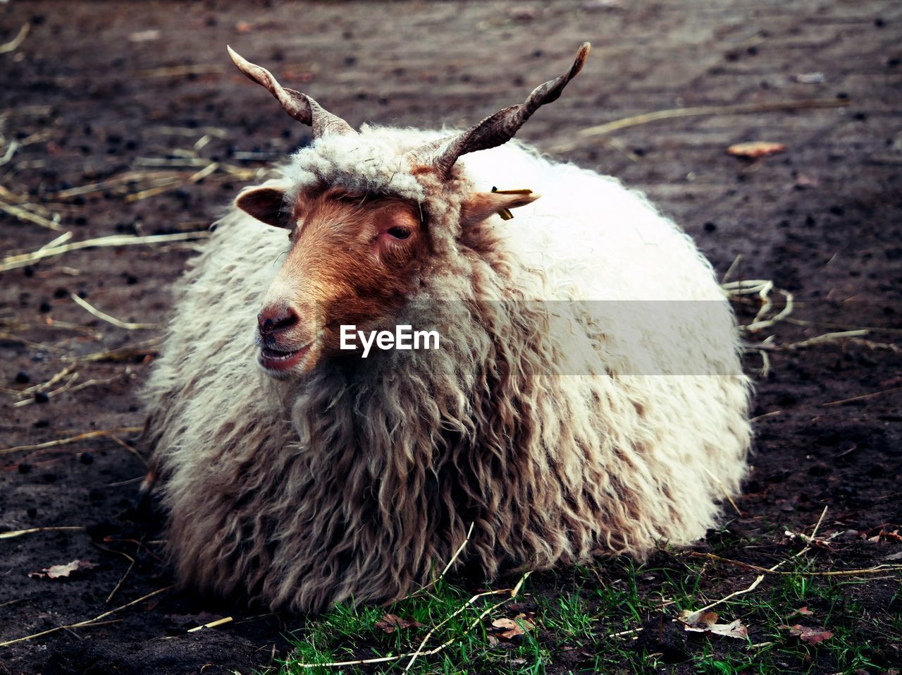 Close-up of sheep sitting on land