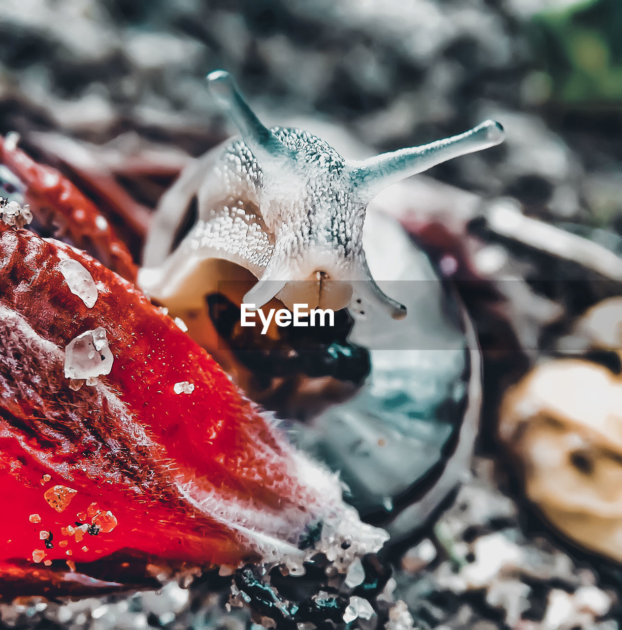 Close-up of snail