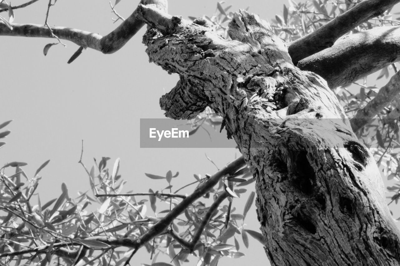 LOW ANGLE VIEW OF TREES