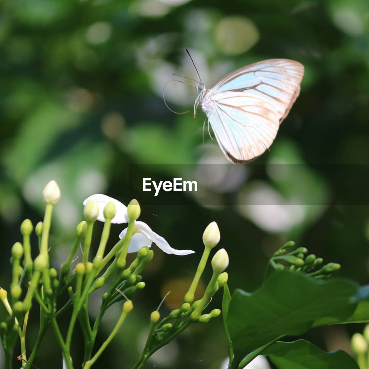 CLOSE-UP OF BUTTERFLY ON PLANT