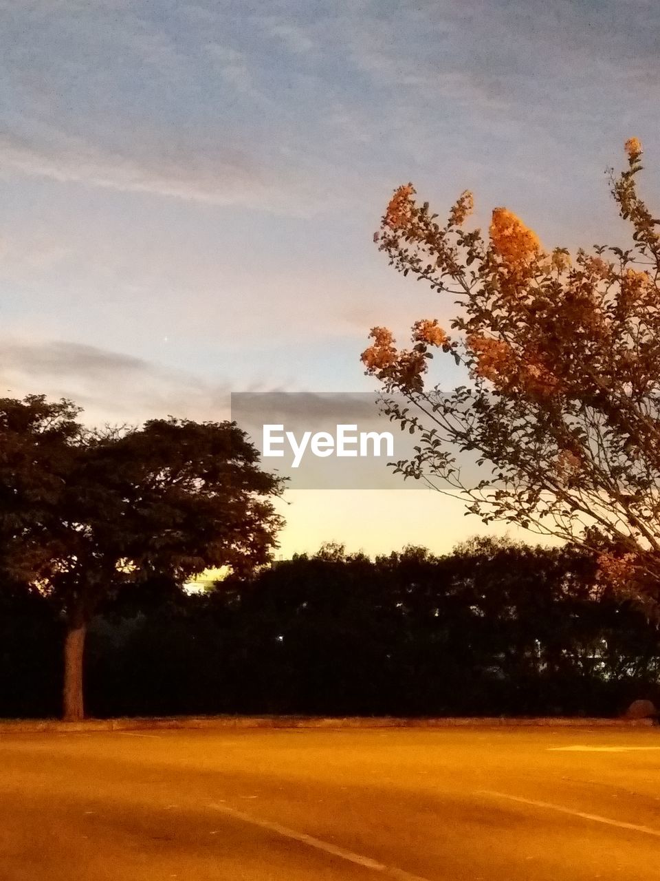 TREES ON FIELD