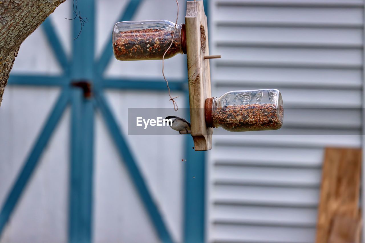 Close-up of rusty metal hanging against wall with bird