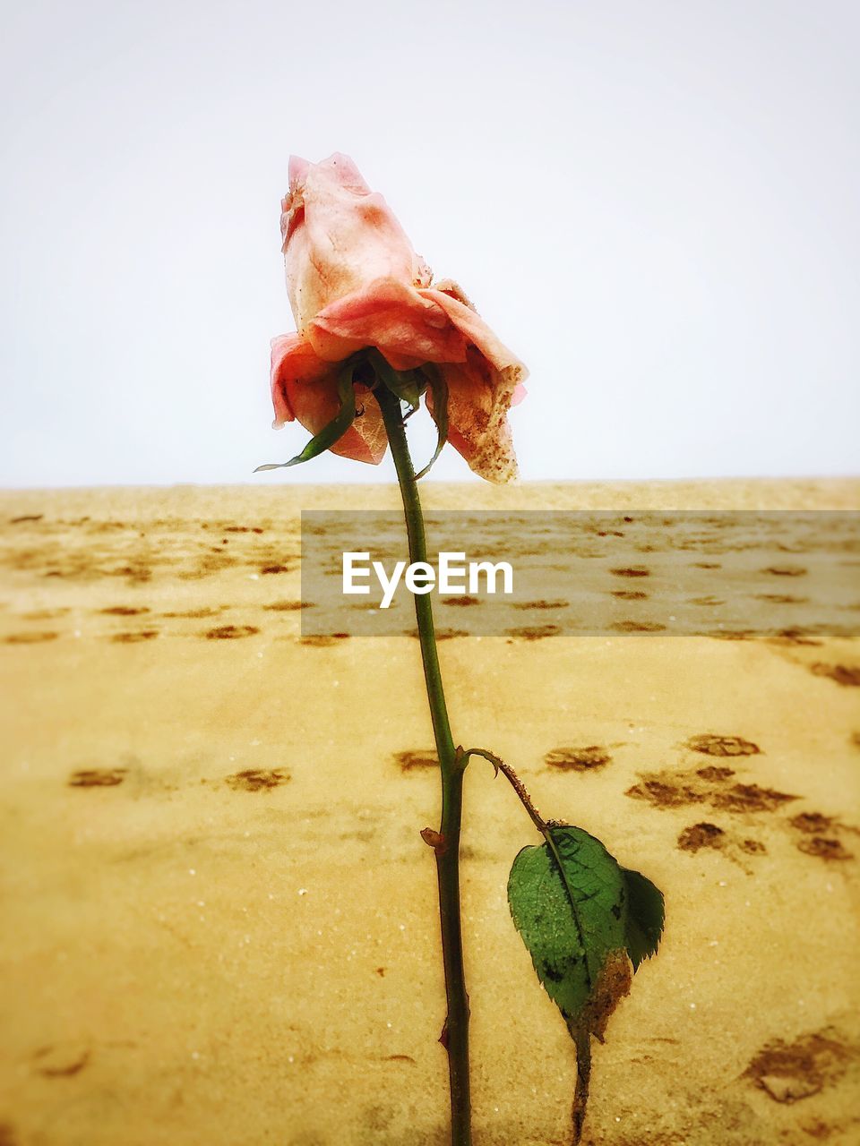 nature, beauty in nature, beach, sand, clear sky, sea, flower, fragility, no people, tranquil scene, outdoors, day, tranquility, water, plant, horizon over water, close-up, sky, growth, scenics, animal themes, flower head, freshness