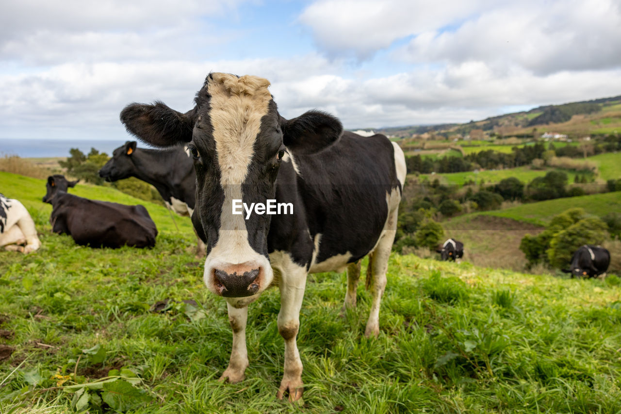 Cute cow at pasture with green grass, azores islands, mountains with cattle.