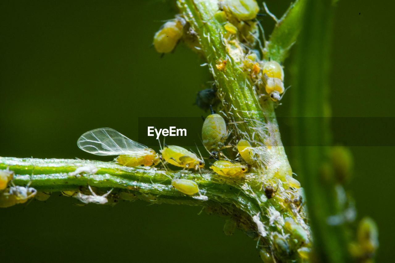 CLOSE-UP OF INSECT ON A FLOWER