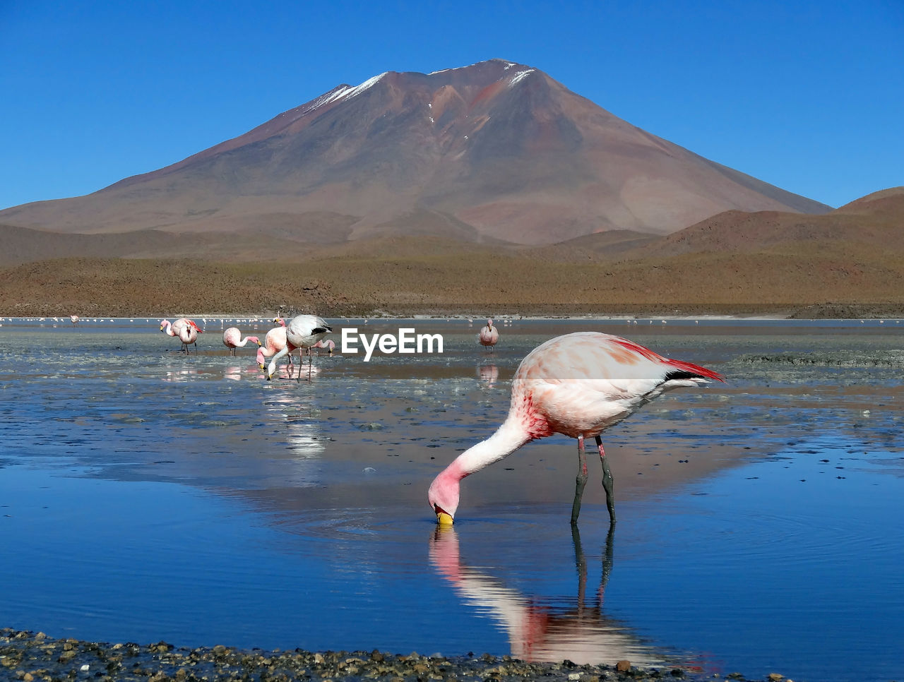 VIEW OF BIRDS ON LAKE