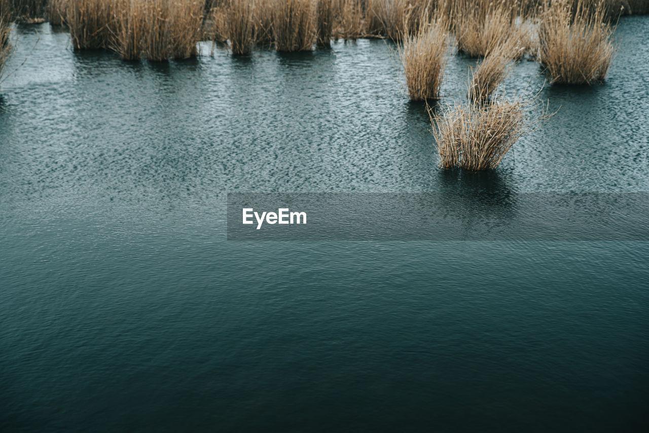 Brown grass on dark pond