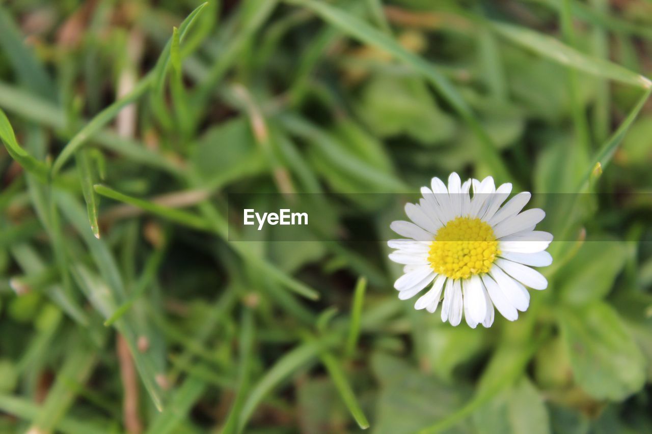 CLOSE-UP OF FLOWER BLOOMING OUTDOORS