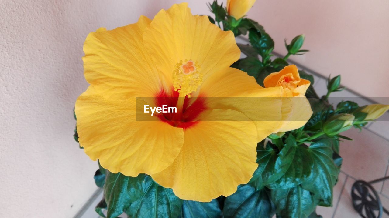 CLOSE-UP OF YELLOW HIBISCUS FLOWER BLOOMING OUTDOORS