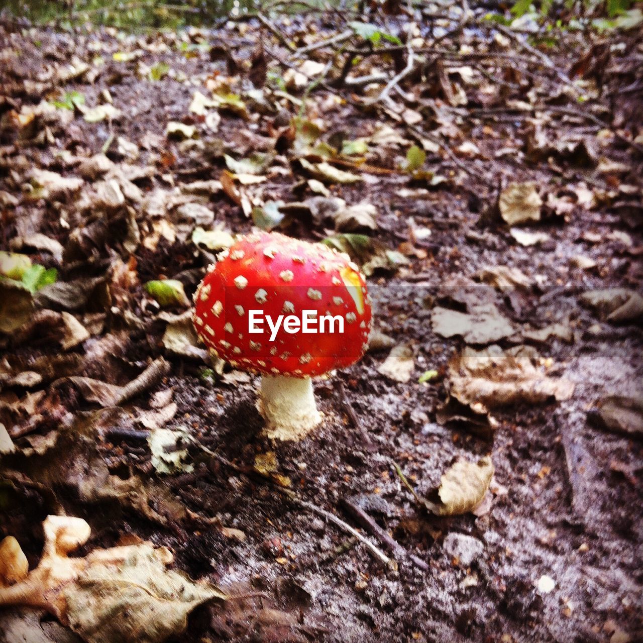 CLOSE-UP OF FLY AGARIC MUSHROOM IN FOREST