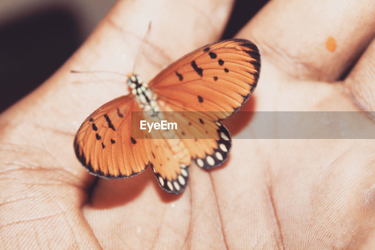 CLOSE-UP OF BUTTERFLY ON HUMAN FINGER